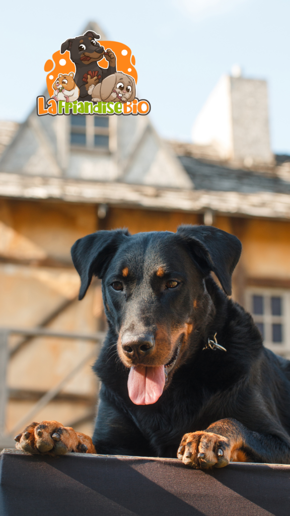 Comment mesurer son beauceron pour un harnais