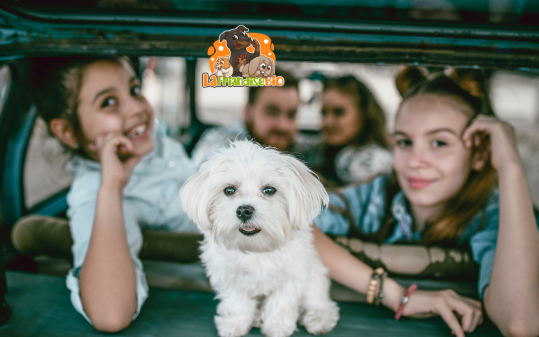 Conseils pratiques pour transporter un chiot en voiture en toute sécurité